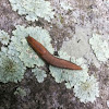 Tawny Garden Slug