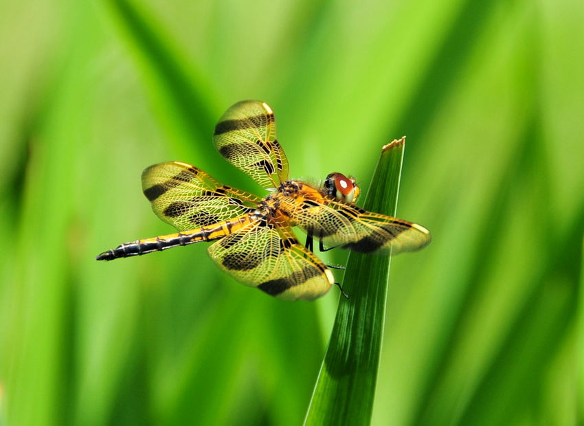 Halloween Pennant Dragonfly