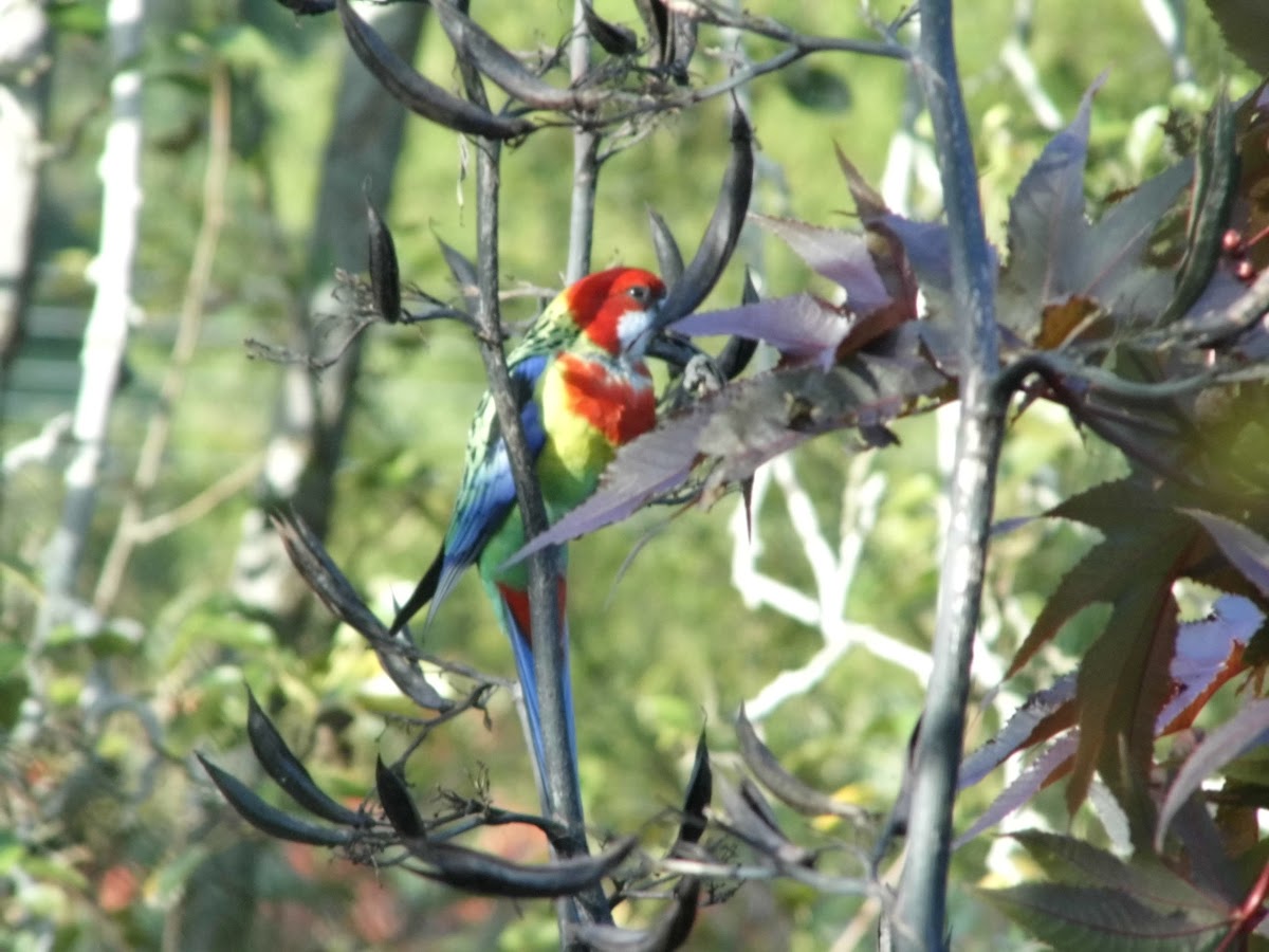 easten rosella