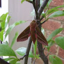 Elephant Hawk Moth