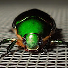 Anomala Scarab Beetle