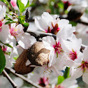 Almond Blossoms; Almendro en flor