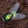 Green Bootle Fly