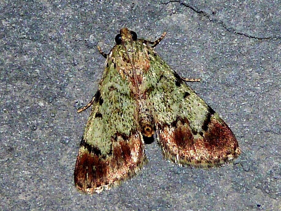 Dimorphic Macalla Moth