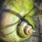 Apple snail