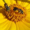 Bees on Daisy