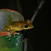 褐樹蛙 / Brown treefrog