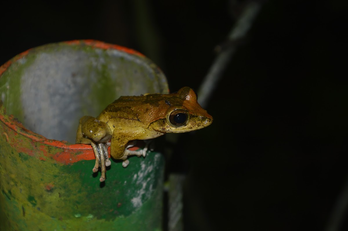 褐樹蛙 / Brown treefrog