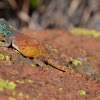 Southern rock agama