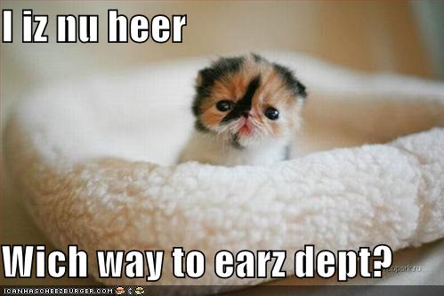funny-pictures-kitten-needs-ears.jpg