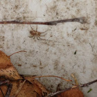 Funnel Web Weaver