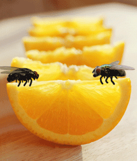 011-11.gif
