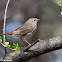 Hermit Thrush