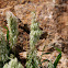 Goldentop Grass