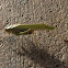 Fork-tailed Bush Katydid (male)