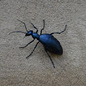 Short-winged blister beetle