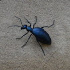 Short-winged blister beetle
