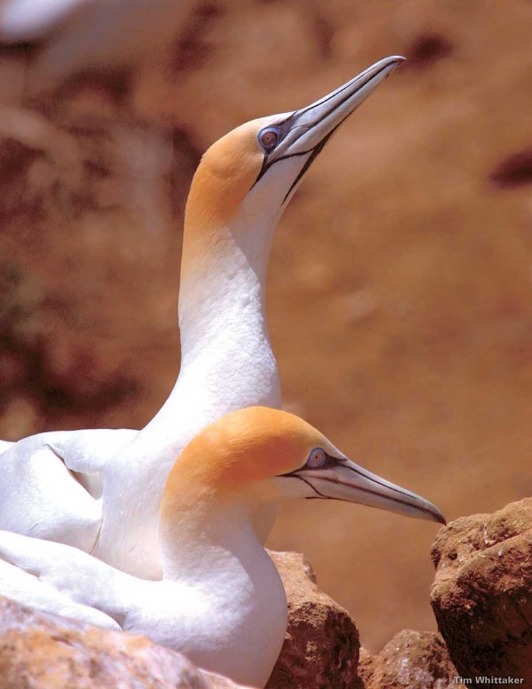 A pair of gannets at Cape Kidnappers in Hawke's Bay on the eastern coast of New Zealand's North Island. Every year thousands of visitors come to view these beautiful birds, cousins to the booby. Take a wildlife tour of the area while on a Royal Caribbean cruise.  