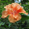 Tropical Hibiscus