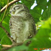 Spotted Owlet