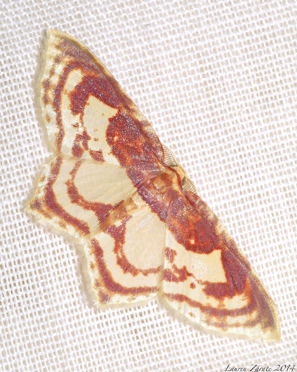 Geometrid Moth