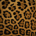 Panther Theme GO Launcher EX icon