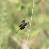 Widow Skimmer (Female)