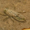 Dragonfly larva