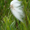 Bog Cotton or Common Cottongrass