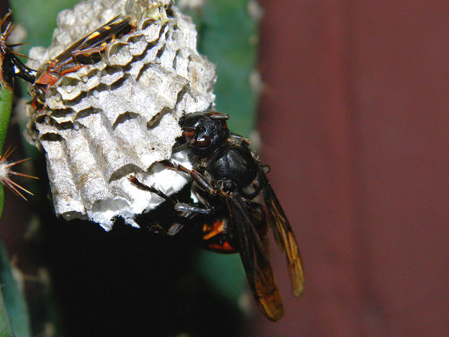 greater banded hornet attacking wasp nest