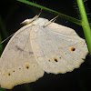 grey pansy