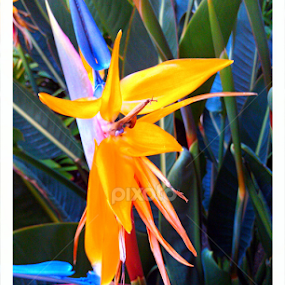 <3 Happy Valentine's, everyone! <3 by Lilly Revheim - Flowers Single Flower