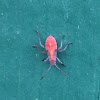 Boxelder Beetle (nymph)