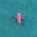 Boxelder Beetle (nymph)