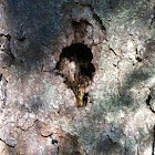 Woodpecker hole