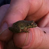 Cajun chorus frog