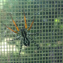 Orange legged swift spider