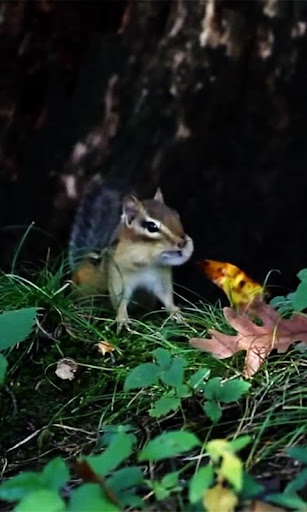 Squirrel Live wallpaper