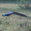 Indian Peafowl