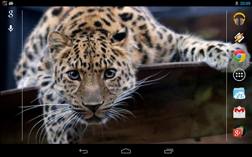 Leopard HD