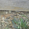 Western fence lizard