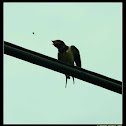 Swallow (Hirundo domestica)