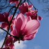 Magnolio chino. Saucer magnolia