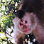 White throated capuchin