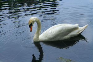 Swan  1 by John Forrant - Animals Birds