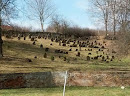 Židovský Hřbitov 