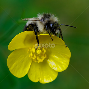Bee and Buttercuip by Doug & Coleen Walkey - Animals Insects & Spiders