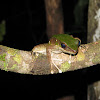 Common Tree Frog/Four-lined Tree Frog