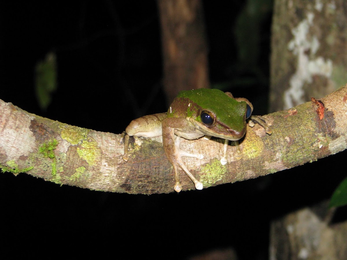 Common Tree Frog/Four-lined Tree Frog