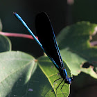 Ebony Jewelwing